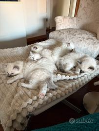 Cuccioli Ragdoll