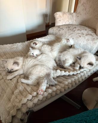 Cuccioli Ragdoll