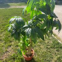 Pianta finta