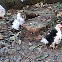 Coppie o Galli ornamentali