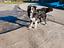 Immagine 4