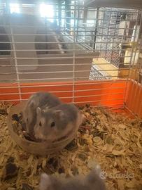 Criceti russi e dorati