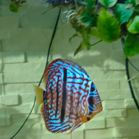 Discus