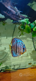 Discus