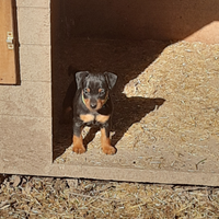Pinscher nano , zwergpinscher