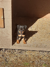 Pinscher nano , zwergpinscher