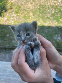 Gattini cuccioli
