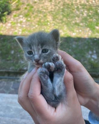 Gattini cuccioli