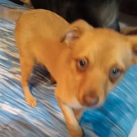 Miticci piccola taglia