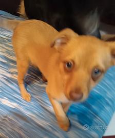 Miticci piccola taglia