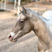 Cavalla Palomina appaloosa