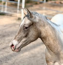 Cavalla Palomina appaloosa