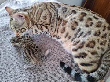 Cuccioli bengala