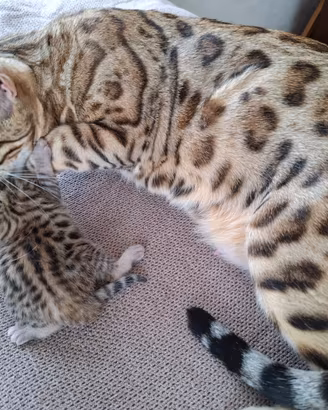 Cuccioli bengala