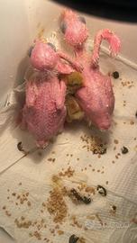 Pullo di Calopsite da allevare a mano