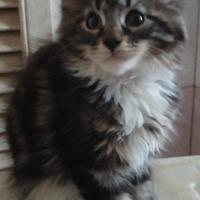Gattini maine coon
