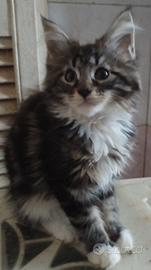 Gattini maine coon