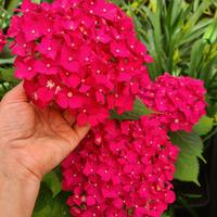 Ortensia pianta adulta 