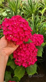 Ortensia pianta adulta 