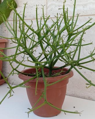 euforbia tirucalli (pianta delle matite)