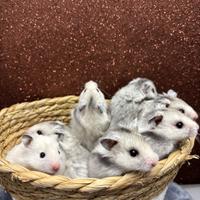 Criceto dorato pelo lungo