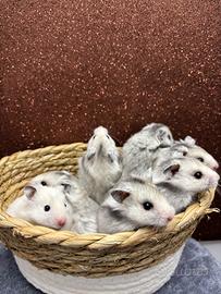 Criceto dorato pelo lungo