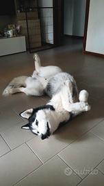 Husky Siberiano 4 anni -sterilizzato