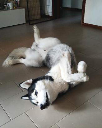 Husky Siberiano 4 anni -sterilizzato