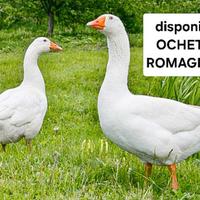 Oche romagnole piccole