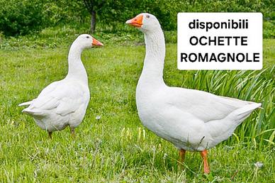 Oche romagnole piccole