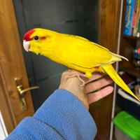 Uccelli