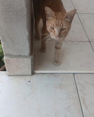 Animali domestici