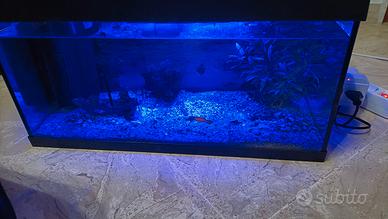 acquario