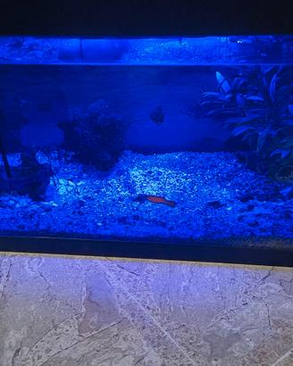 acquario