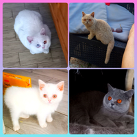 Cuccioli di British Shorthair e Gatti in adozione