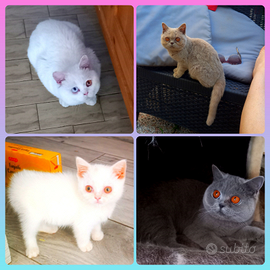 Cuccioli di British Shorthair e Gatti in adozione