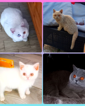 Cuccioli di British Shorthair e Gatti in adozione