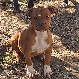 Pitbull ukc