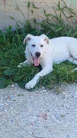 Cucciolo di cane maremmano