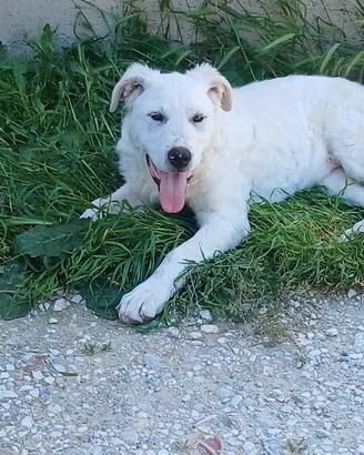 Cucciolo di cane maremmano