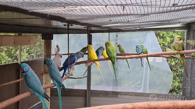 Inseparabili calopsite parrocchetti calopsite