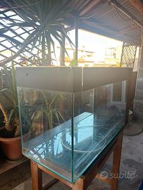 Acquario