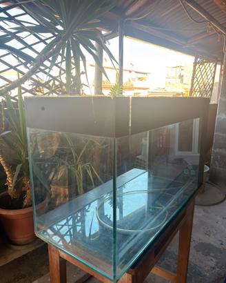Acquario