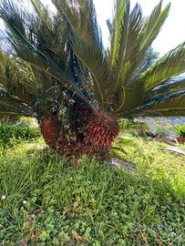 Cycas pianta