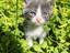 Immagine 2