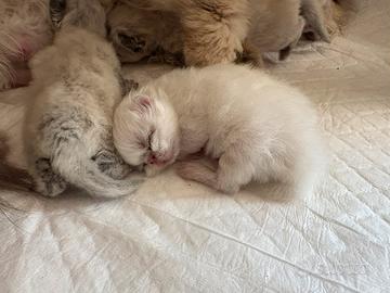 Cuccioli di persiano color point