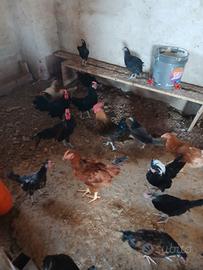 Galline nane