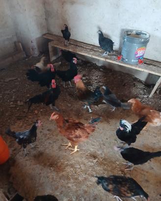 Galline nane
