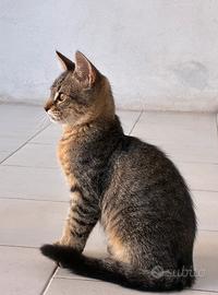 Gattino meticcio