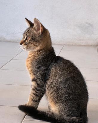 Gattino meticcio